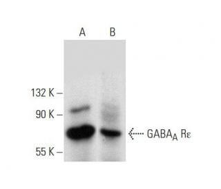 GABA<sub>A</sub> R&epsilon; Antibody (E-12) - Western Blotting - Image 135454 