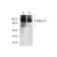 western blotting image from recommended GABAB R1 (D-2) monoclonal antibody replacement. Image 309535