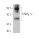 GABAB R2 Antibody (E-4) - Western Blotting - Image 368398