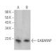 GABARAP Antibody (E-8) - Western Blotting - Image 362217