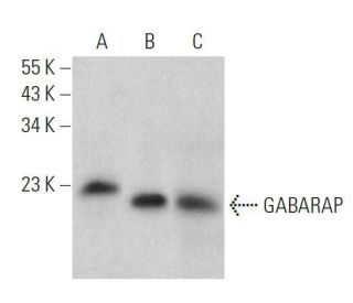 western blotting image from recommended GABARAP (E-8) monoclonal antibody replacement. Image 359181
