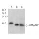 western blotting image from recommended GABARAP (E-8) monoclonal antibody replacement. Image 359181