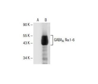 GABA<sub>A</sub> Rα1-6 Antibody (E-8) - Western Blotting - Image 155019