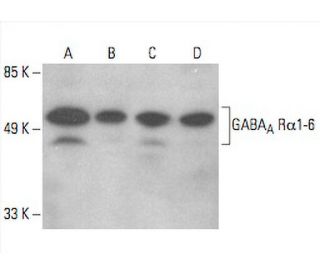 GABA<sub>A</sub> Rα1-6 Antibody (E-8) - Western Blotting - Image 394065