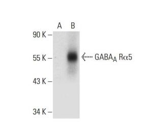 GABA<sub>A</sub> Rα5 Antibody (A-5) - Western Blotting - Image 299206