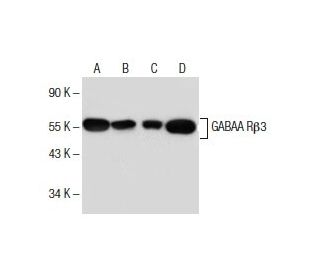 GABA<sub>A</sub> Rβ3 Antibody (D-12) - Western Blotting - Image 154707