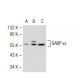 GABP-α Antibody (8C1B10) - Western Blotting - Image 109366 
