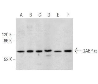 western blotting image from recommended GABP-&alpha; (G-1) monoclonal antibody replacement. Image 355536
