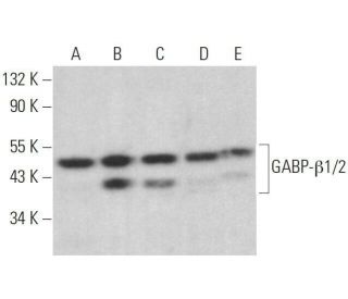 western blotting image from recommended GABP-&beta;1/2 (E-7) monoclonal antibody replacement. Image 359143