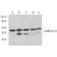 western blotting image from recommended GABP-β1/2 (E-7) monoclonal antibody replacement. Image 359143