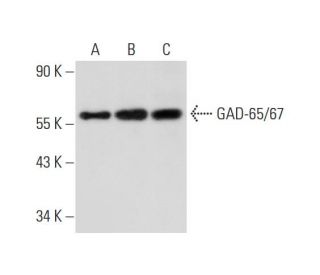 western blotting image from recommended GAD-65/67 (C-9) monoclonal antibody replacement. Image 312782