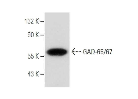 GAD-65/67抗体(C-9) | SCBT - Santa Cruz Biotechnology