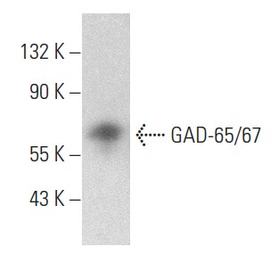 るるこページ GAD-65/67抗体(C-9) | SCBT - Santa Cruz Biotechnology