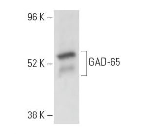 GAD-65 Antibody (GAD-6) - Western Blotting - Image 10539