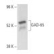 GAD-65 Antibody (GAD-6) - Western Blotting - Image 10539