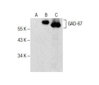 GAD-67 Antibody (A-4) - Western Blotting - Image 287902