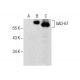 GAD-67 Antibody (A-4) - Western Blotting - Image 287902