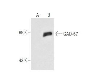 GAD-67 Antibody (F-6) - Western Blotting - Image 58631