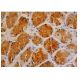 DDIT3/GADD153/CHOP Antibody (9C8) - Immunohistochemistry - Image 348329