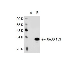 DDIT3/GADD153/CHOP Antibody (9C8) - Western Blotting - Image 37375 