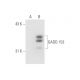 DDIT3/GADD153/CHOP Antibody (9C8) - Western Blotting - Image 62068 