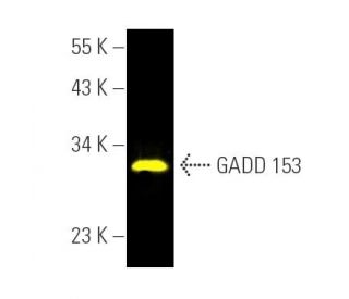 DDIT3/GADD153/CHOP Antibody (B-3) - Western Blotting - Image 391469 
