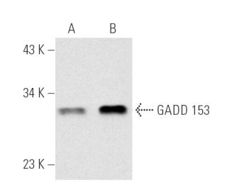 western blotting image from recommended DDIT3/GADD153/CHOP (B-3) monoclonal antibody replacement. Image 372