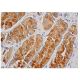 DDIT3/GADD153/CHOP Antibody (H-5) - Immunohistochemistry - Image 348331 