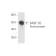 DDIT3/GADD153/CHOP Antibody (H-5) - Western Blotting - Image 80617