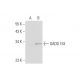 DDIT3/GADD153/CHOP Antibody (H-5) - Western Blotting - Image 128799 