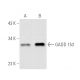 western blotting image from recommended DDIT3/GADD153/CHOP (B-3) monoclonal antibody replacement. Image 372