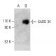 GADD 34 Antibody (B-10) - Western Blotting - Image 403667