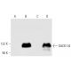 GADD 34 Antibody (D-8) - Western Blotting - Image 10448 