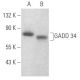 GADD 34 Antibody (D-8) - Western Blotting - Image 354081 