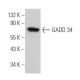 GADD 34 Antibody (D-8) - Western Blotting - Image 361781