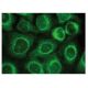 This polyclonal antibody has been discontinued. See our recommended <a href="gadd-34-antibody-b-10">GADD 34 (B-10)</a> monoclonal antibody (sample data shown). immunofluorescence image from recommended GADD 34 (B-10) monoclonal antibody replacement. Image 149296