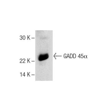 GADD 45&alpha; Antibody (4T-27) - Western Blotting - Image 304204