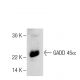 GADD 45α Antibody (4T-27) - Western Blotting - Image 304204