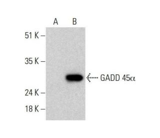 GADD 45&alpha; Antibody (A-3) - Western Blotting - Image 351838 