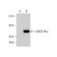 GADD 45α Antibody (A-3) - Western Blotting - Image 351838 