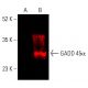 GADD 45α Antibody (A-3) - Western Blotting - Image 402297