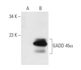 GADD 45&alpha; Antibody (C-6) - Western Blotting - Image 12704