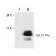 GADD 45α Antibody (C-6) - Western Blotting - Image 12704