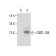 GADD 45β Antibody (G-11) - Western Blotting - Image 283467