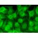 immunofluorescence image from recommended GADD 45β (G-11) monoclonal antibody replacement. Image 370533