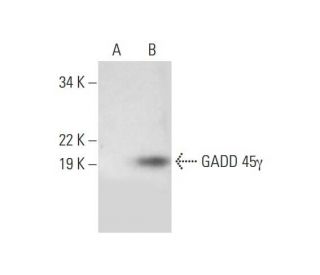 western blotting image from recommended GADD 45&gamma; (B-1) monoclonal antibody replacement. Image 294409