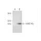 western blotting image from recommended GADD 45γ (B-1) monoclonal antibody replacement. Image 294409