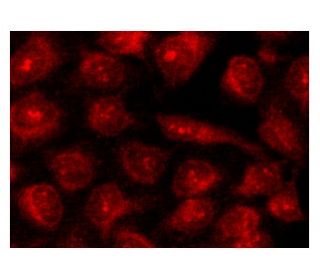 GAIP Antibody (A-10) - Immunofluorescence - Image 141438 