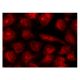 GAIP Antibody (A-10) - Immunofluorescence - Image 141438 