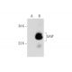 GAIP Antibody (A-10) - Western Blotting - Image 138485